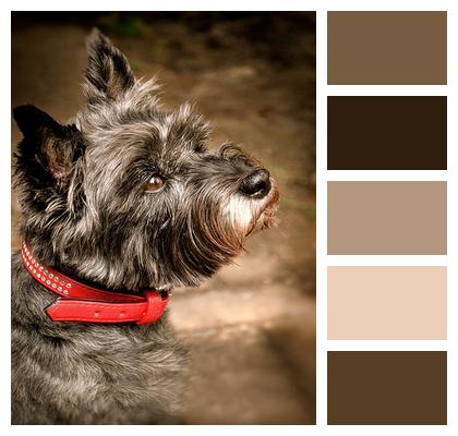 Animal Shelter Cairn Terrier Gray Image